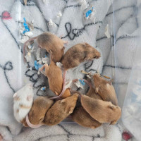 [Iros Rattery] Baby Mice for adoption! (Ready May 17th)