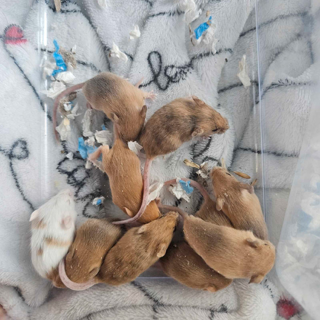 [Iros Rattery] Baby Mice for adoption! (Ready May 17th) in Small Animals for Rehoming in Burnaby/New Westminster