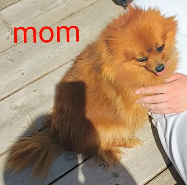 pomeranian male puppy  in Dogs & Puppies for Rehoming in Winnipeg - Image 8