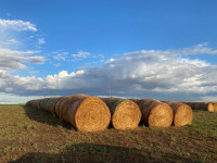 Alfalfa dairy hay for sale