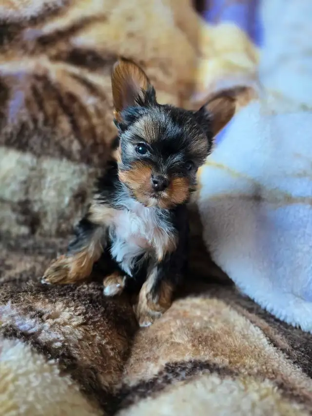 Tiny Yorkies in Dogs & Puppies for Rehoming in Winnipeg - Image 7