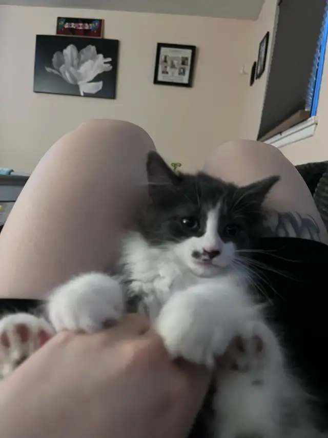 last ragdoll kitten in Cats & Kittens for Rehoming in City of Toronto - Image 6