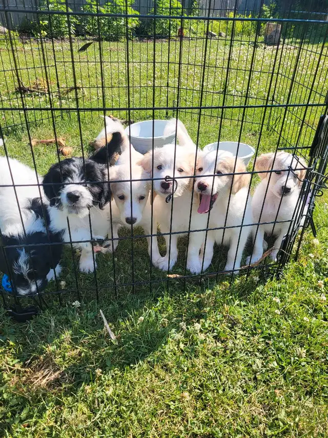 Labradoodle x Bordercollie puppies in Dogs & Puppies for Rehoming in St. Catharines - Image 6