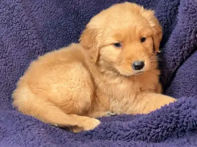 One male golden retriever puppy, View more