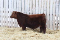 Purebred Red Angus Bulls For Sale 