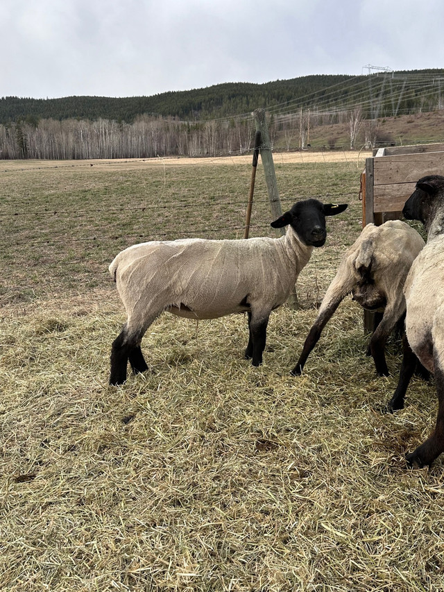 Ewes for sale in Livestock in Quesnel - Image 3