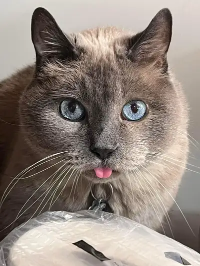 Greater Sudbury Area Petsitting and Dog Walking, View more