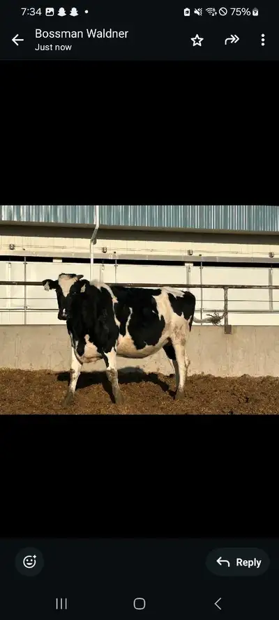 We got 12 pregnant holstein heifer for sale calving August to November bred with black Angus or hols...