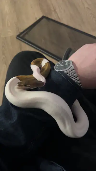 ball python pied , View more