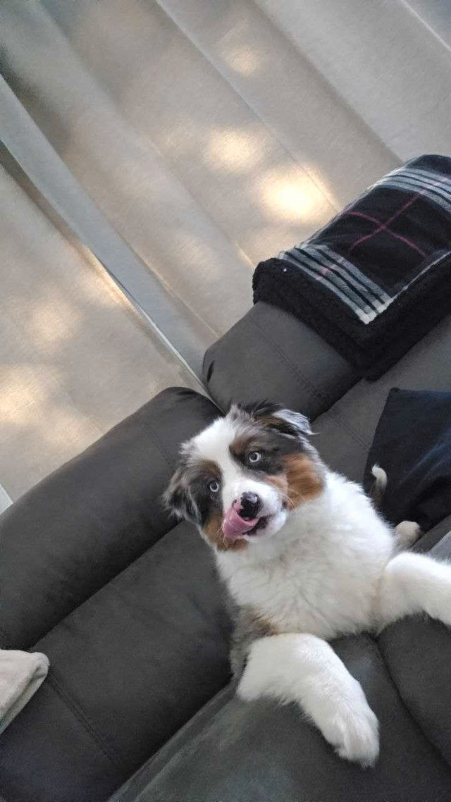 miniature Australian shepherd in Dogs & Puppies for Rehoming in Portage la Prairie - Image 3