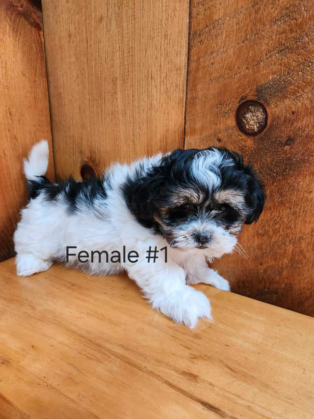 Shih Tzu/ Bichon  in Dogs & Puppies for Rehoming in Pembroke - Image 2