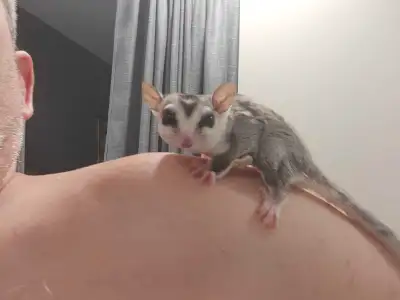 2 phalangers adultes d'environ 2 ans disponible bientôt pour adoption. Ils viennent d'être castrés e...
