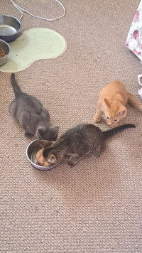 3 kittens to rehome