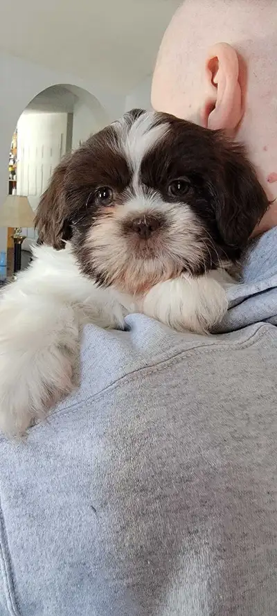 Shih-tzu puppy available, View more