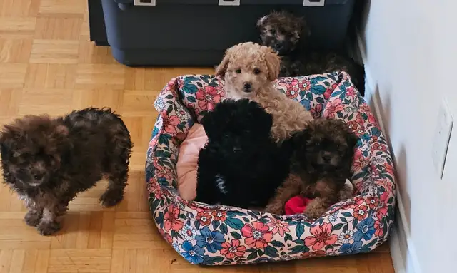SHIHPOO PUPPIES    3 FEMALES LEFT in Dogs & Puppies for Rehoming in Barrie - Image 5