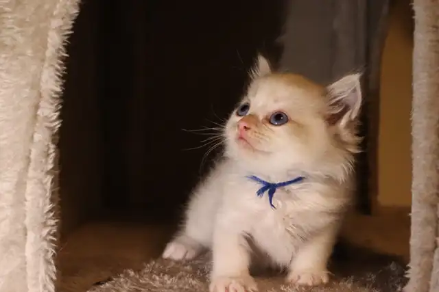 TICA Registered Purebred Ragdoll Kittens Rehoming (Read Full)