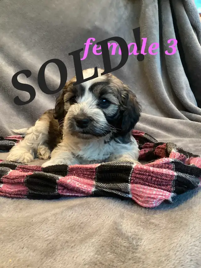 Cockapoo puppies for sale! in Dogs & Puppies for Rehoming in Burns Lake - Image 4