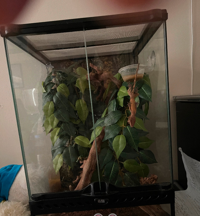 Crested Gecko and tank plus plus accessories in Reptiles & Amphibians for Rehoming in Markham / York Region - Image 2