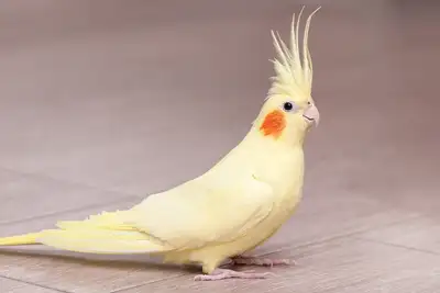 Cockatiel Jaune Lutino Nourri à la min/ Habd fed, View more