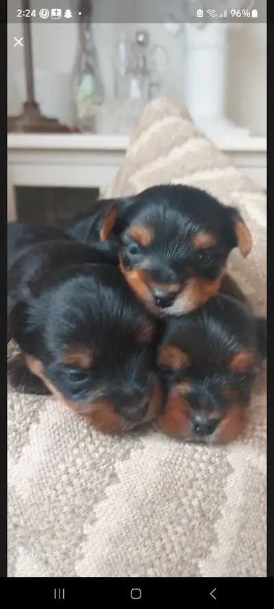 Hi, everyone only 4 puppies left 3 boys & 1 girl . Just to let you know , there is a $ 300 nonrefund...