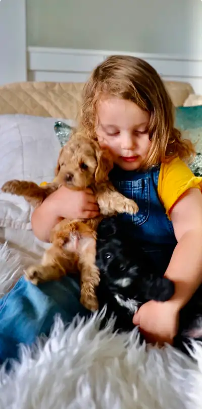 Amazing teddy bear puppy Cockapoo , View more