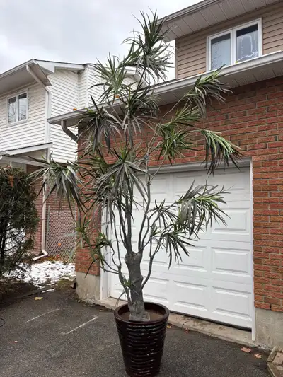 Artificial Dracaena Tree - Includes Delivery !, View more