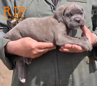 World Class Cane Corso puppies has arrived, View more