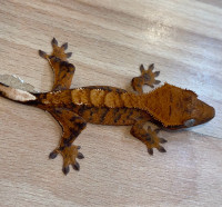 Gecko à Crête Juvénile #2