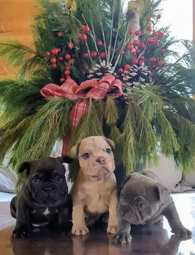 Exotic type french bulldog, View more