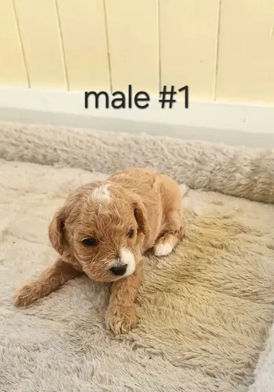 I have a beautiful litter of cavalier king charles x toy poodle puppies. Puppies will come vet check...