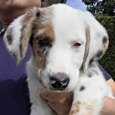Mini Aussie mix puppies. Smart and adorable. Approved homes only, View more