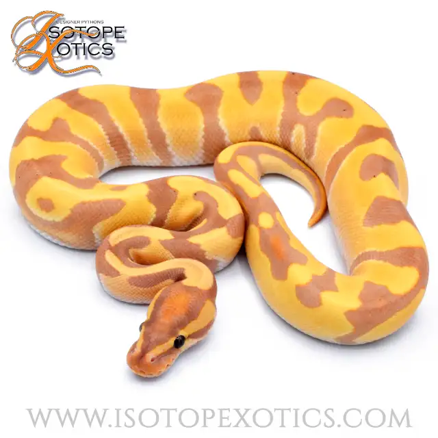 Ball Pythons 50% off EVERYTHING!!! in Reptiles & Amphibians for Rehoming in Burnaby/New Westminster - Image 9