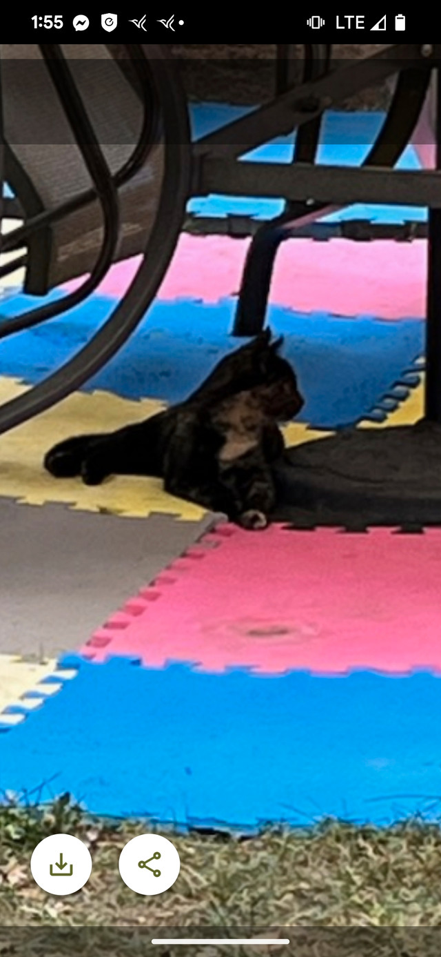 Kittens for adoption Cats & Kittens for Rehoming Calgary Kijiji