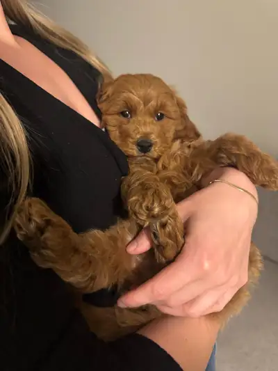 We’re looking to rehome our sweet 9-week-old Cockapoo puppy. He is extremely playful, affectionate,...