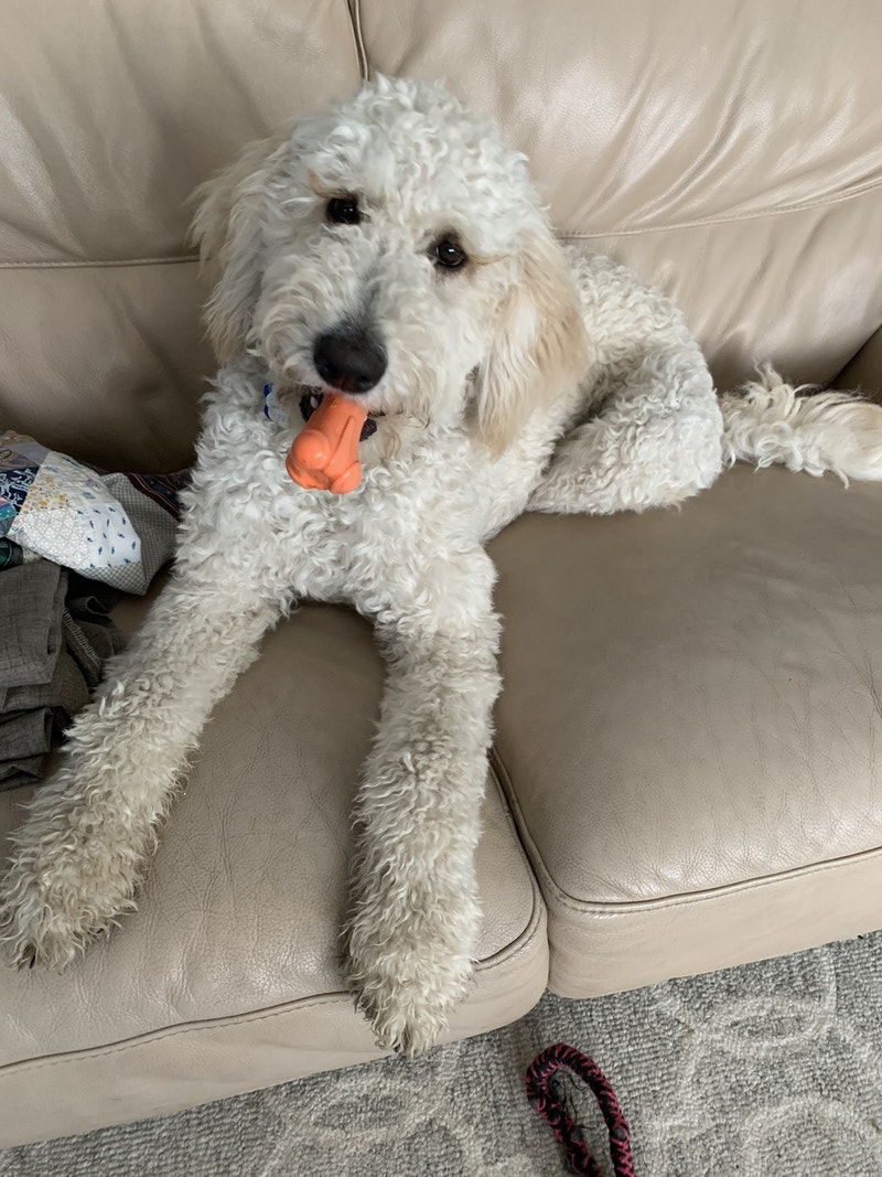 PENDING. Eight month Aussie Doodle female for rehoming Dogs & Puppies for Rehoming Red Deer