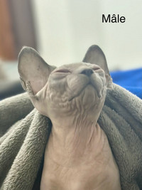 SPHYNX pour adoption 