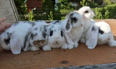 baby Holland lops , View more