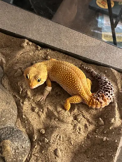 fancy leopard gecko, View more