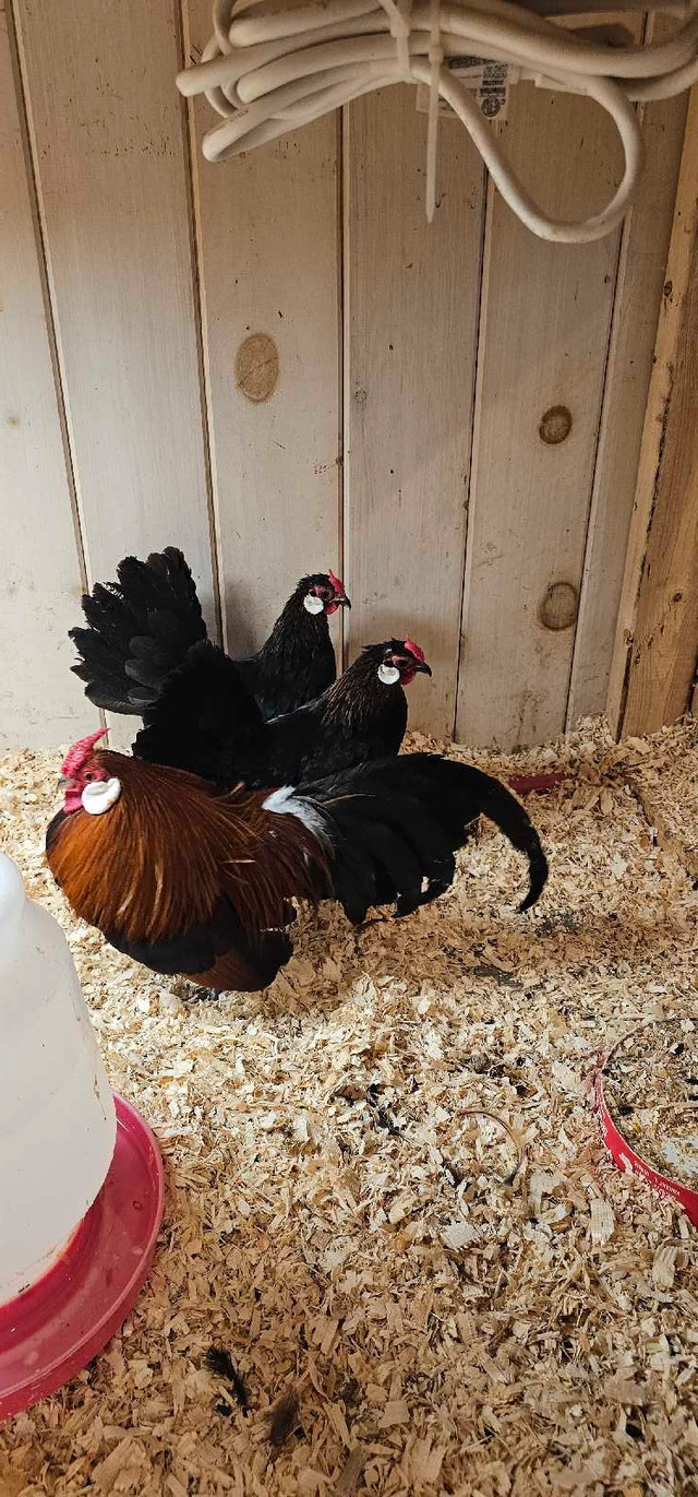Rose Combs Trio in Livestock in Sudbury