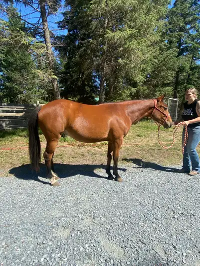 BAY QH FILLY, View more