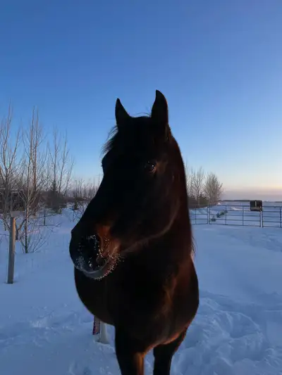 looking for horse tack, View more