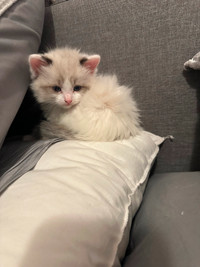 Purebred Ragdoll Kittens, Females