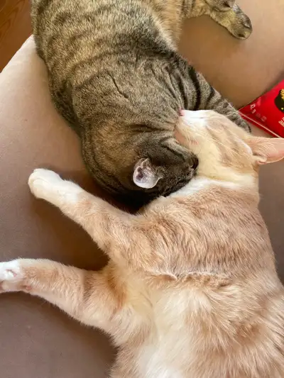 There will be an adoption fee to make sure they’re going to good homes. Bonded pair. Male and female...