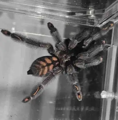 Tarantula, View more