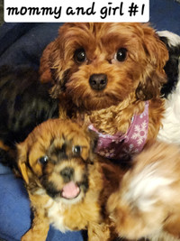 Toy poodle mix pups (Shih-poo) only 3 left