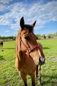 Beautiful 3 yr old Dun Bay, QH cross Mare 