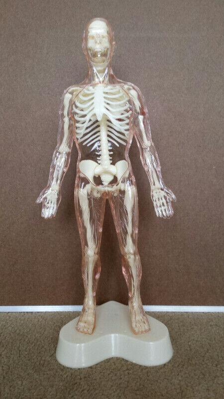 Vintage The Visible Man human body science model kit in Arts & Collectibles in Kitchener / Waterloo - Image 3