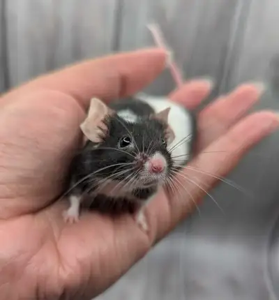 mouse pets, View more