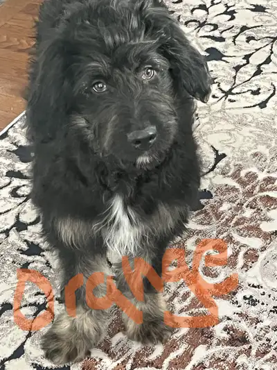 Aussiedoodle Puppies, View more