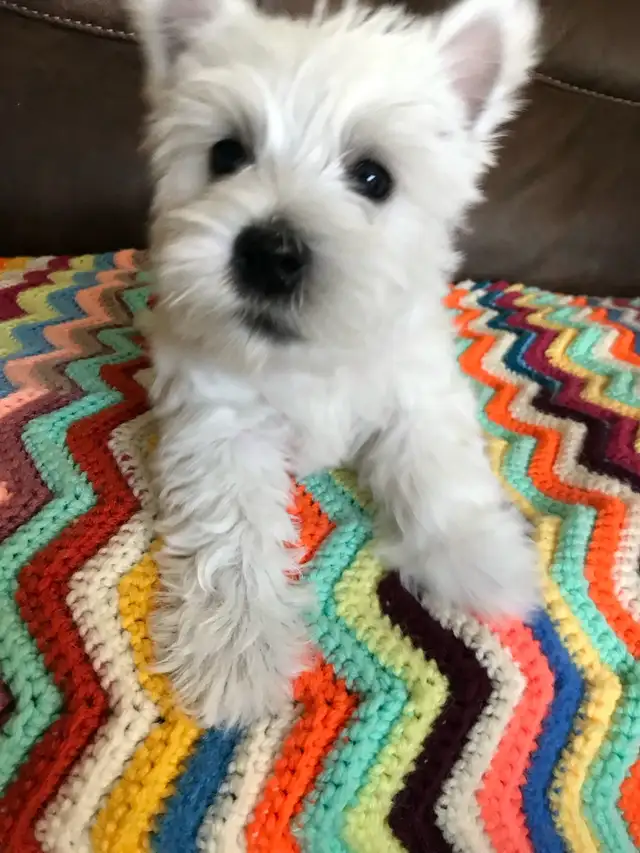 WESTIE PUPS in Dogs & Puppies for Rehoming in Richmond - Image 5